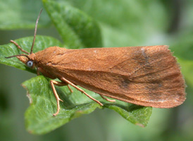 Orange Virbia